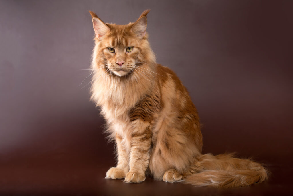 red marble maine coon