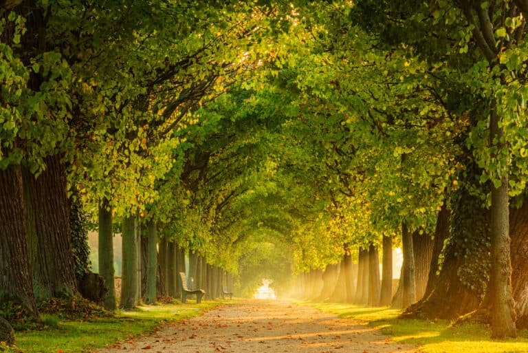 Grove of linden trees