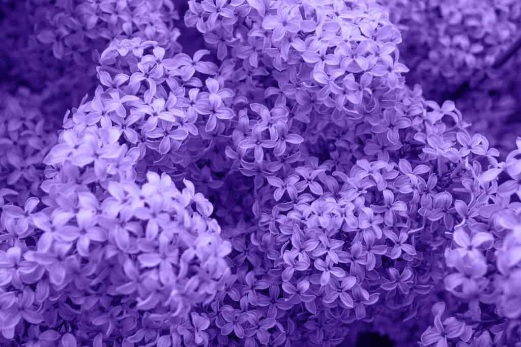 close-up of lilac blossoms