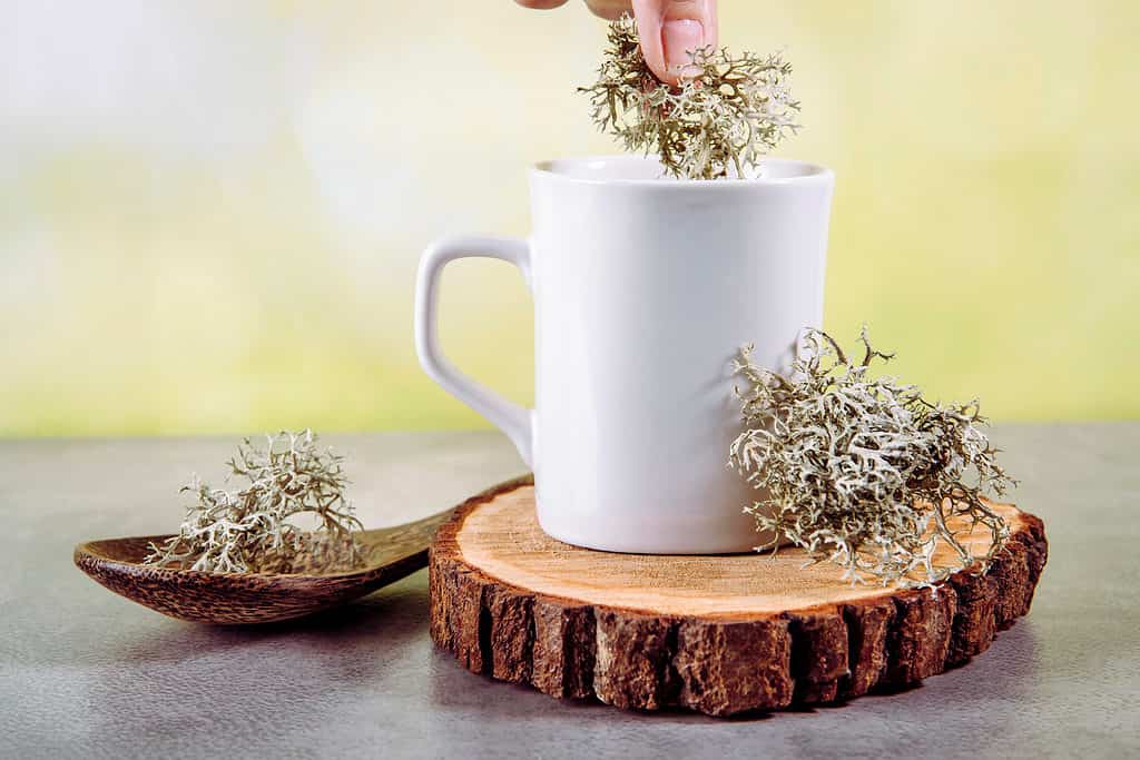 Reindeer moss in a beverage