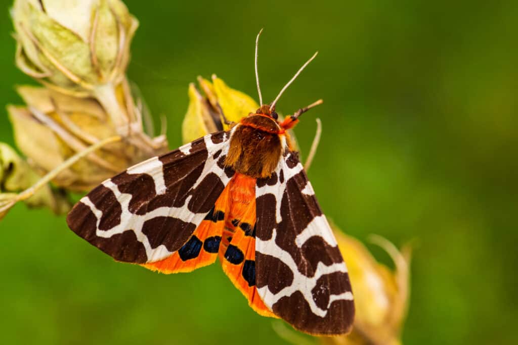 Garden Tiger Moth