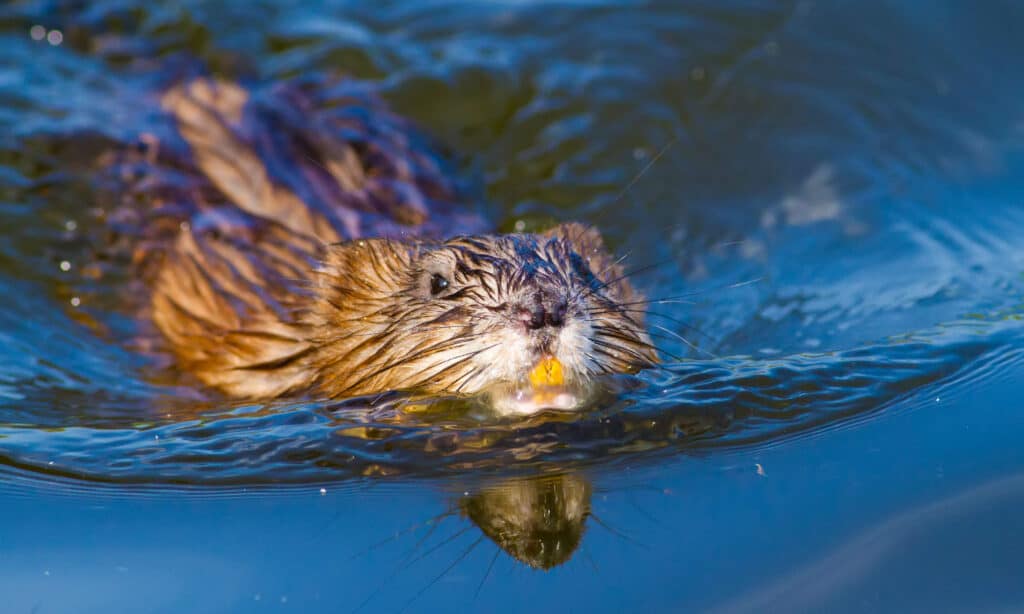 Muskrat