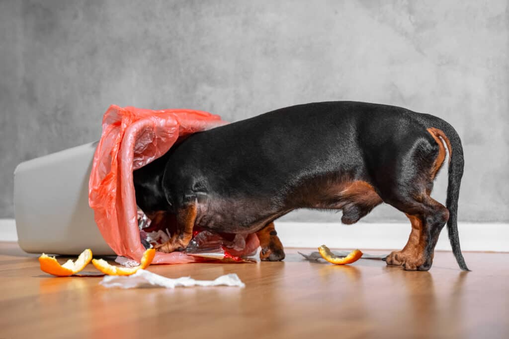 black and tan dachshund rummaging in a home bin, scattering wastes and food leftovers overwhere. Indoors.