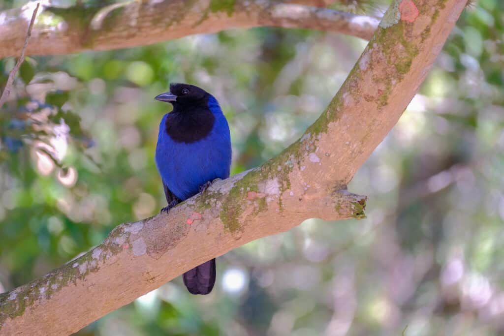 A vivid blue azure jay with a black head is center frame perched on a  tree branch that is smooth and tan with areas of green. The bird its looking left. 