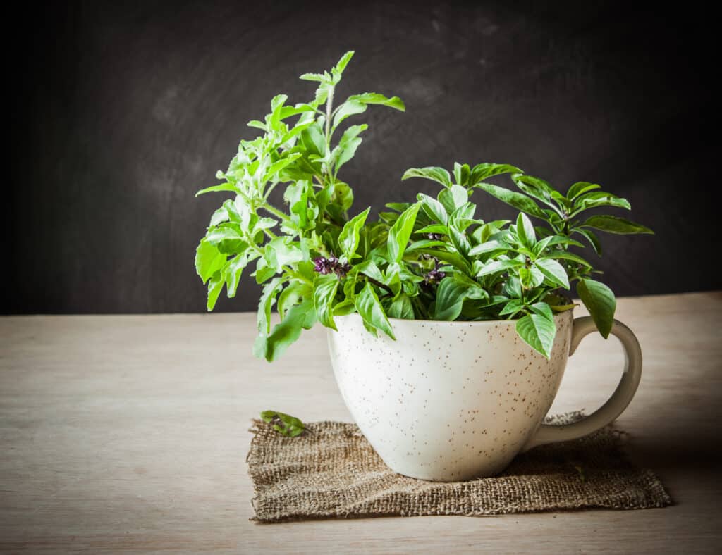 Holy basil grows outdoors as a small perennial plant in warm tropical and subtropical climates, such as India. However, it also grows well inside as an annual plant. Holy basil typically grows to be 20 to 24 inches tall.
