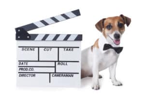 Meet The Types of Dogs in the Movie “A Dog’s Purpose” Picture