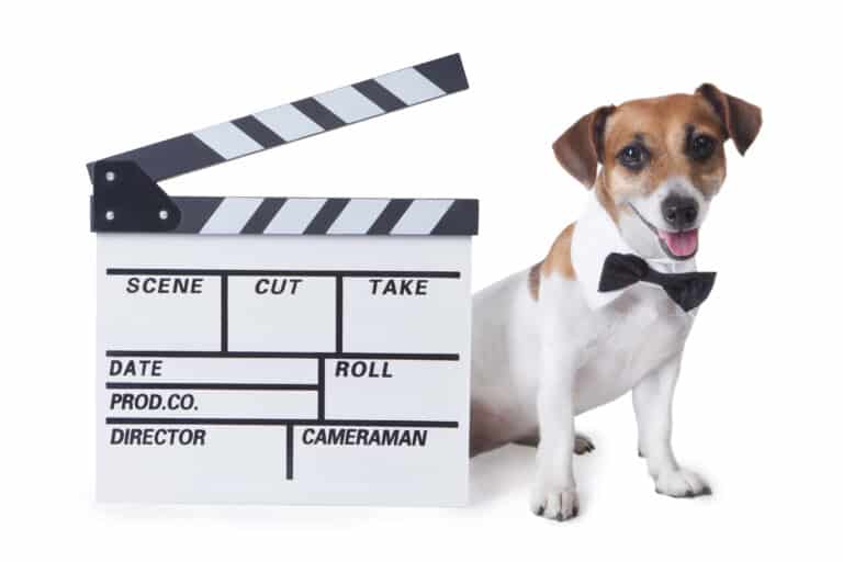animal actors