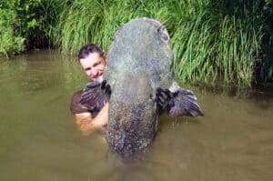 It Takes Two Men to Pull This River Monster Free Picture