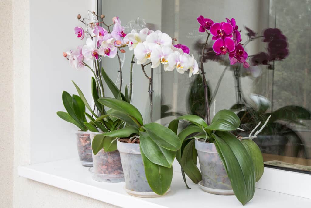 Multi-colored orchids in pots