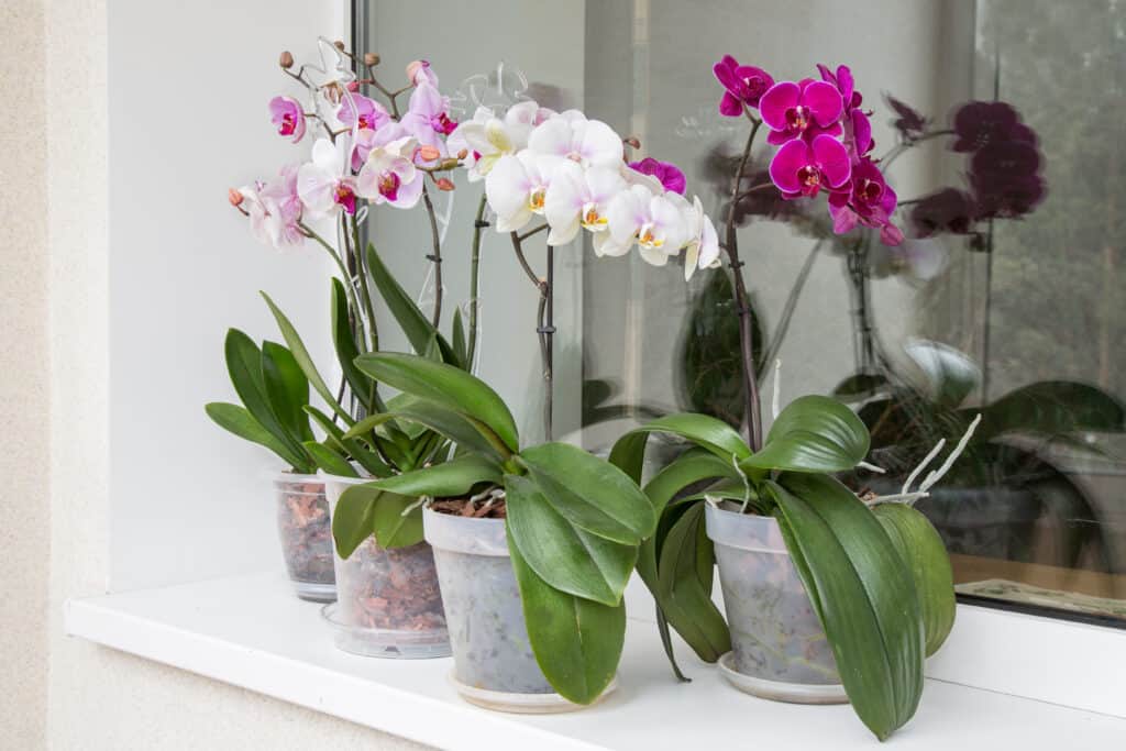 Watering your orchids depends on various factors