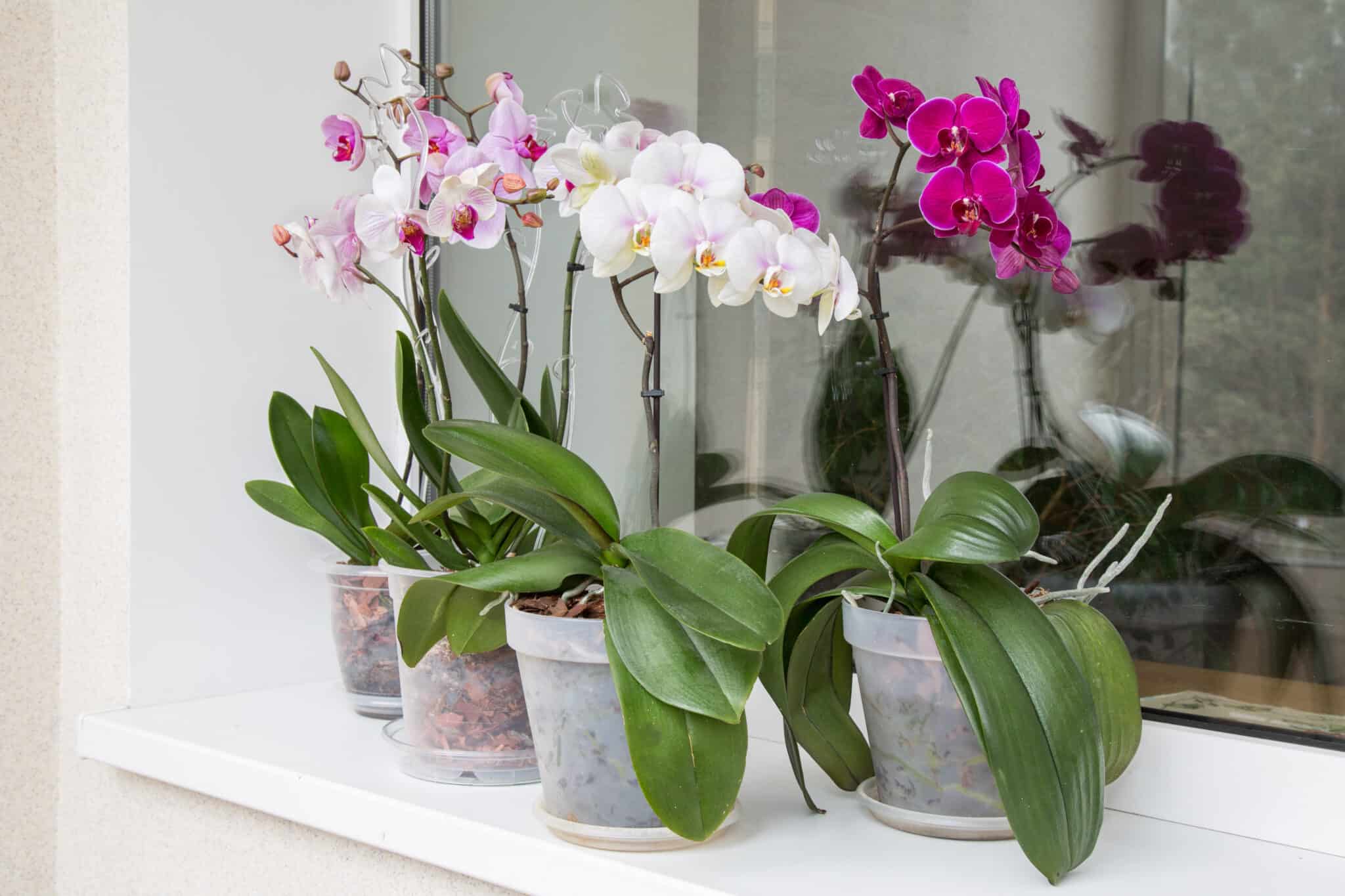 How to Care for Orchids Indoors - A-Z Animals