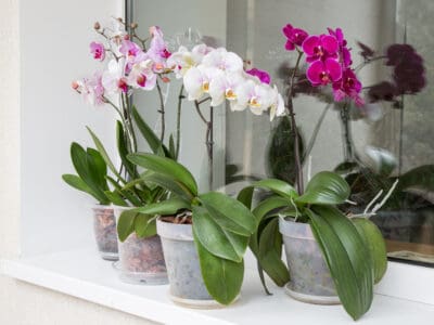 A 4 Types Of Orchids For Beginners