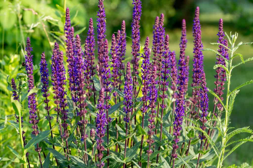 Purple salvia blooms