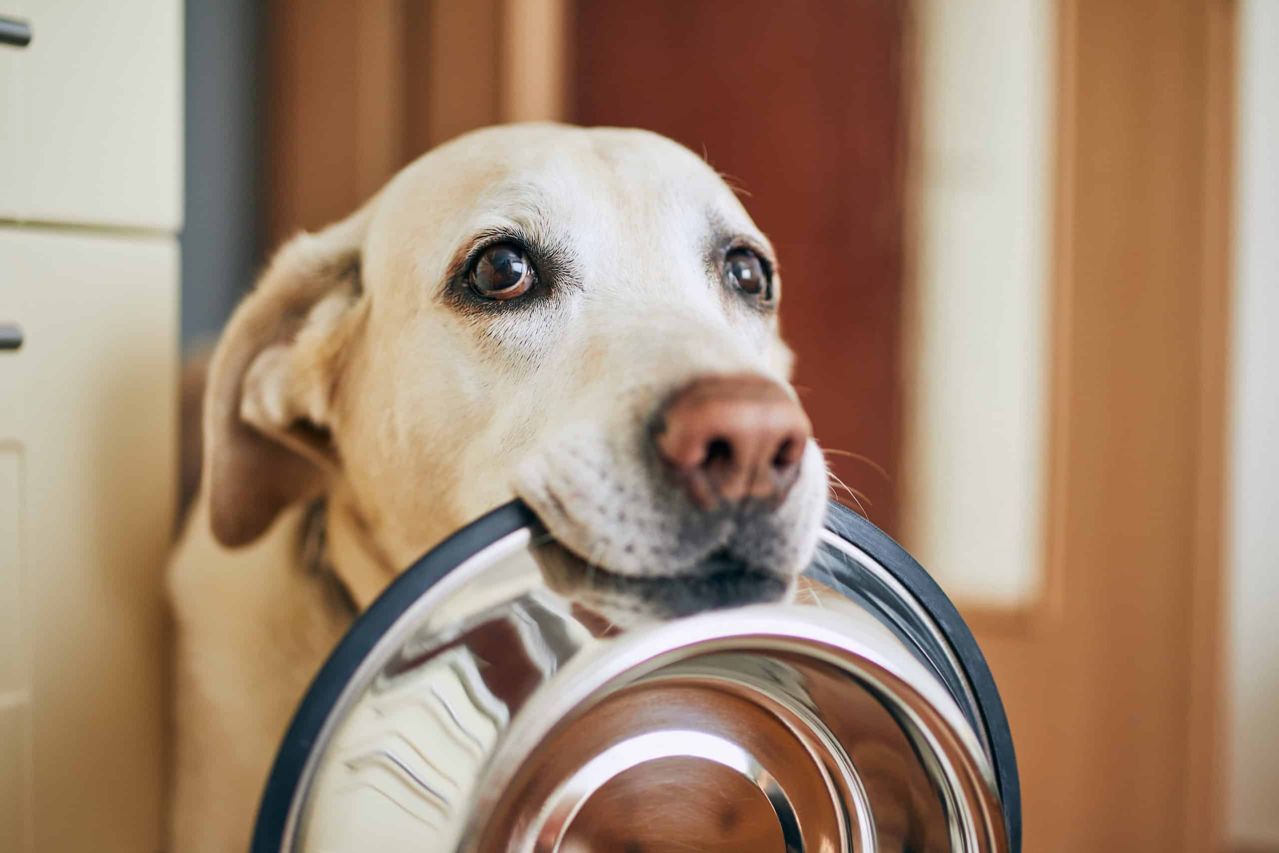 Labrador retriever, looking hungry, holding dog bowl in his mouth.
