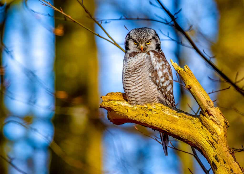 Northern Hawk-Owl