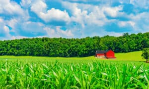 Discover Indiana’s Top 7 Most Valuable Crops Picture