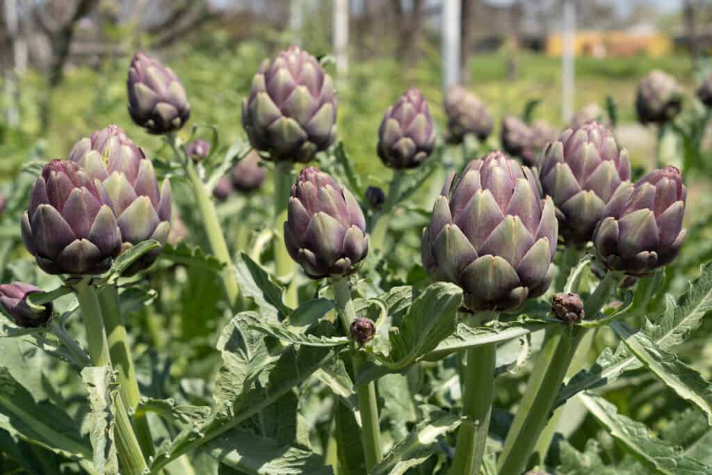 Purple and green artichokes growing in a field