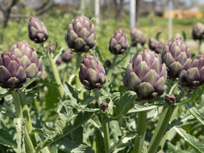 A How to Grow Artichokes: Your Complete Guide