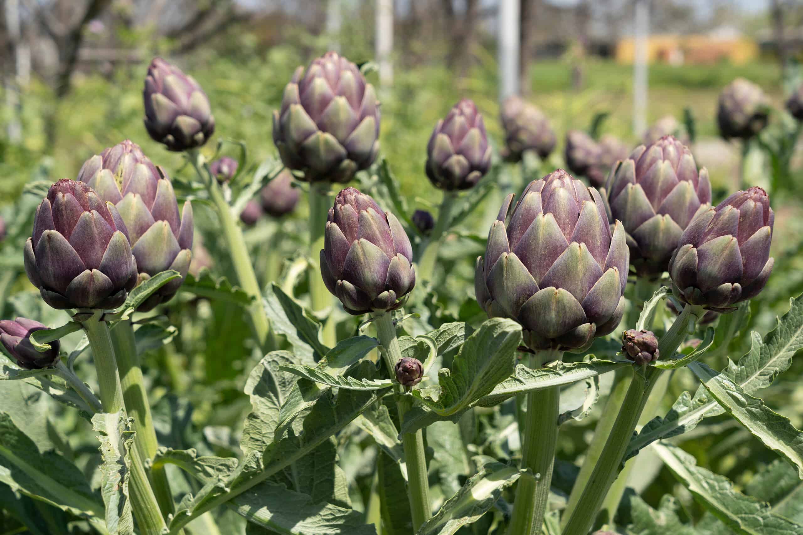 Assimilate mørke Kano How to Grow Artichokes: Your Complete Guide - AZ Animals