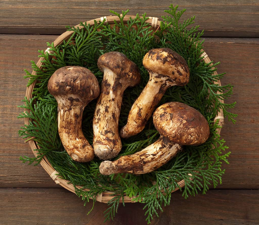 Matsutake in a basket with confier needles