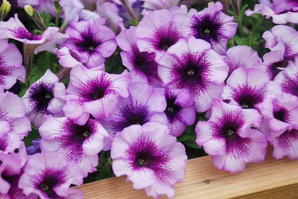 Bi-color petunias in purple shades