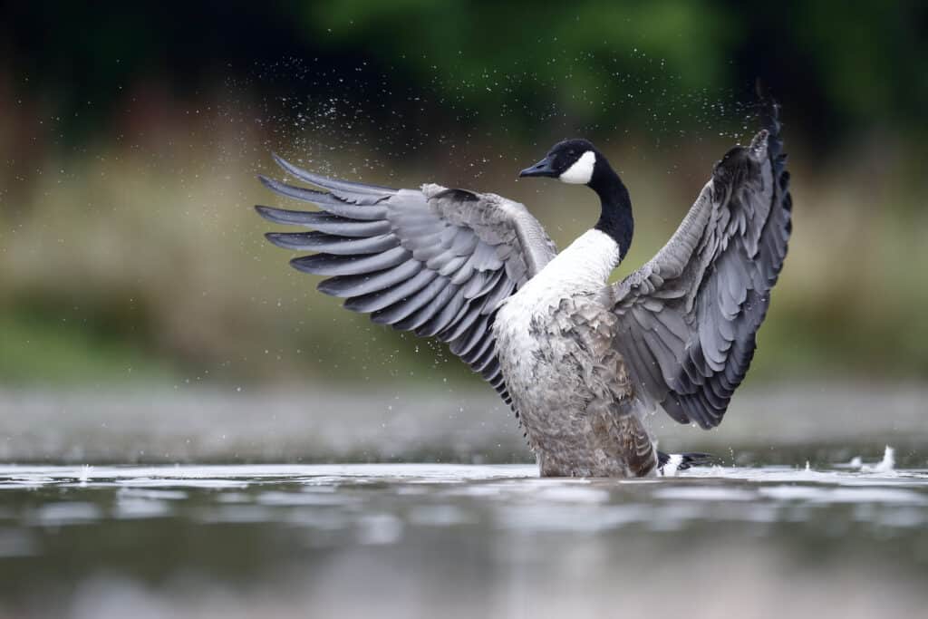 Right center frame, a Canada Goose, standing in wate, flapping its wings which are deep medium gray and large. The bird's body is lighter gray-to-whit. It has a long black neck, a black head, and a white throat. Indistince natural background odf green and gold.