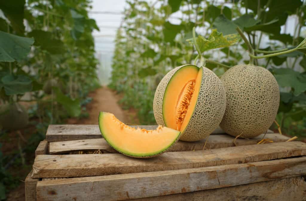 Cantaloupe on a crate