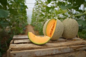 Cantaloupe: How and Where to Grow Picture