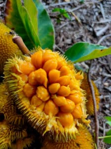 Can Dogs Eat Jackfruit? Picture