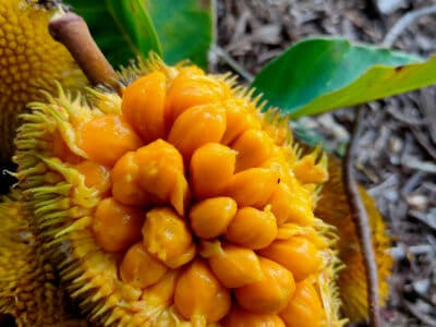 A Durian vs. Jackfruit: What’s the Difference?