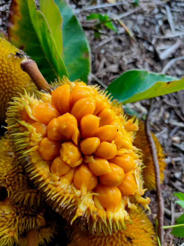 Fresh jackfruit cut open to expose the flesh inside