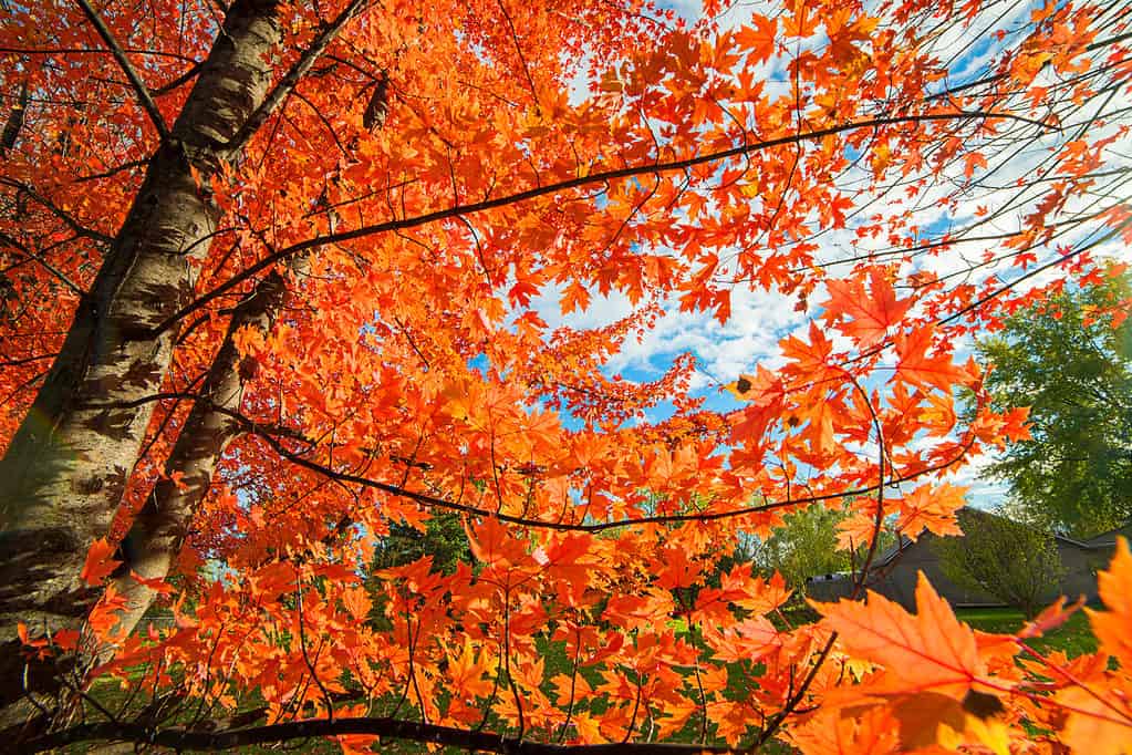 Autumn blaze maple tree