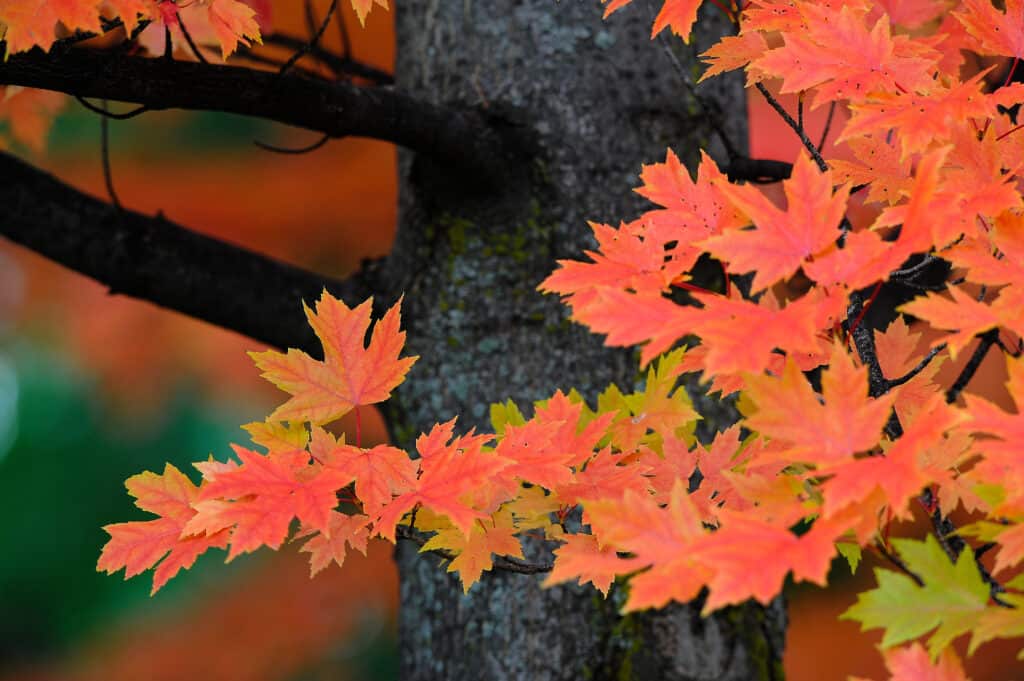 Autumn blaze maple tree leaves.