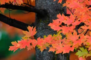 Redpointe Maple vs. Autumn Blaze Maple Tree: What’s the Difference? Picture
