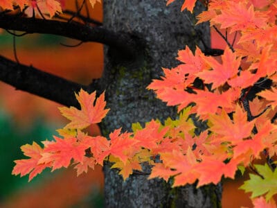 A Redpointe Maple vs. Autumn Blaze Maple Tree: What’s the Difference?