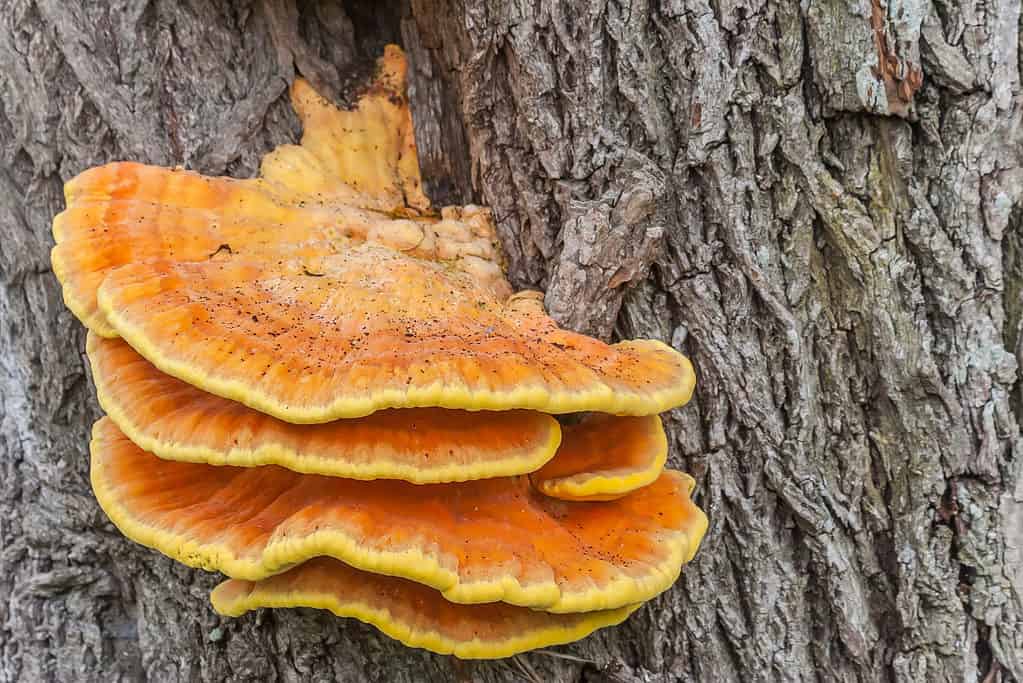 Laetiporus sulphureus or chicken of the woods mushroom growing on the side of a tree