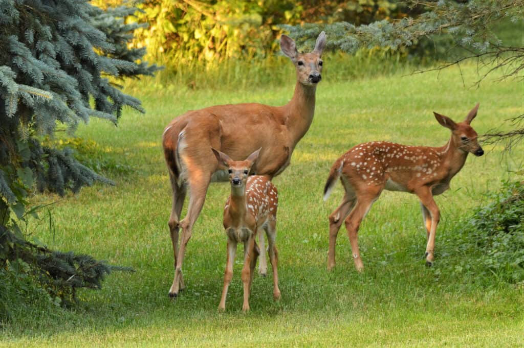 white tailed deer