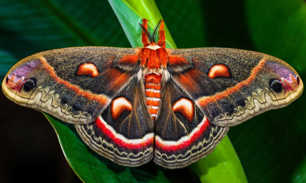 Cecropia Moth