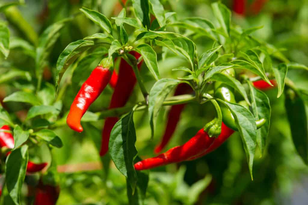Cayenne pepper plant with ripe peppers
