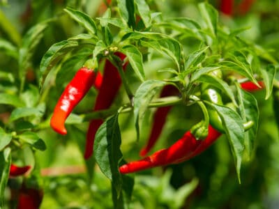 A Winterized Peppers: 6 Helpful Tips for Overwintering Pepper Plants