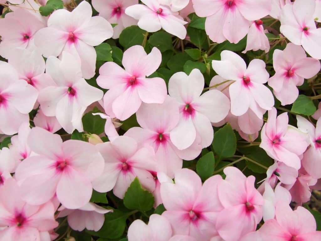 Impatiens walleriana, also called Balsam, flowerbed of pink blossoms.
