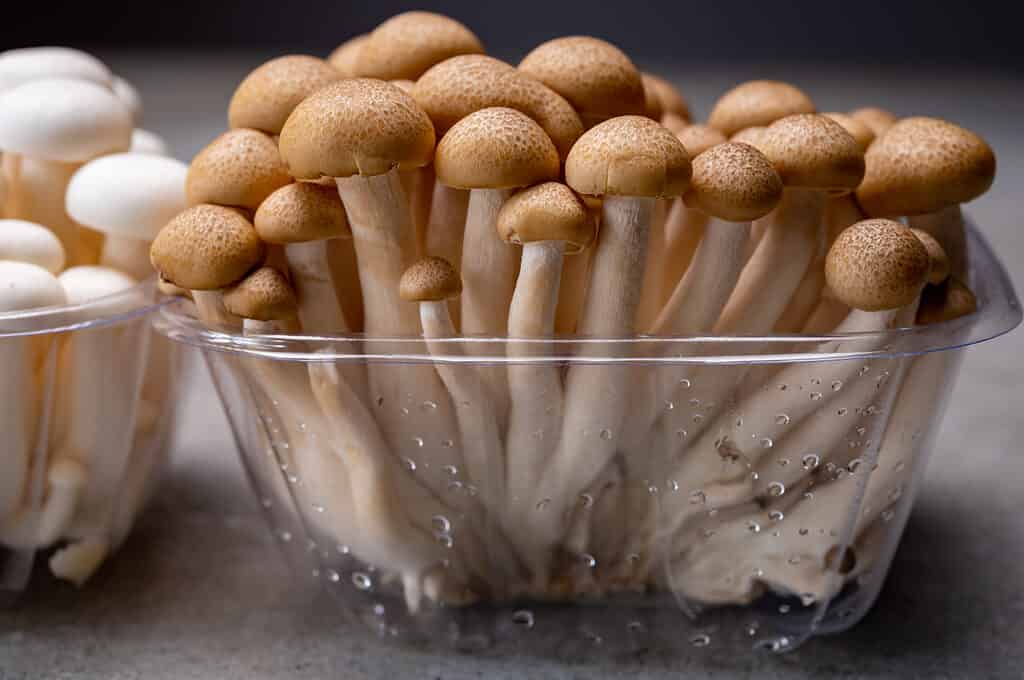 Fresh beech mushrooms in clear plastic container
