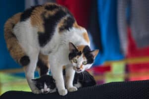 Watch a Brave Mama Cat Protect Her Kittens From a Python photo