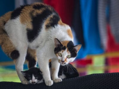 A Watch a Brave Mama Cat Protect Her Kittens From a Python