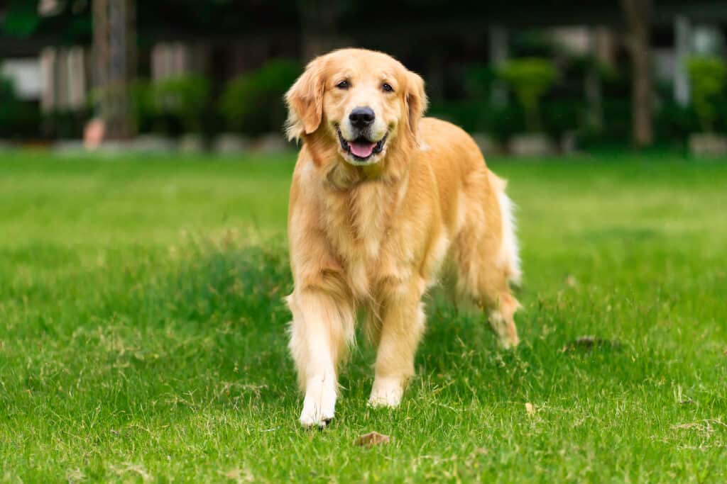 Golden retriever stands on the grass and looks forward
