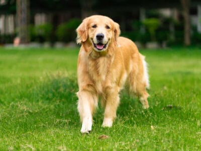 A 9 Best Dog Breeds That Are Good With Cats