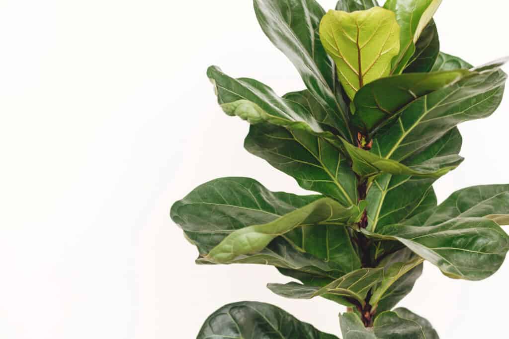 Frame right, fiddle leaf tree leaves on isolate white background. The leaves are large and green with a main vertical red/brown vein rung the length of the leaves,  from their stems to their tips, with auxiliary veins slanting out from the center of the leaves toward the edges. 