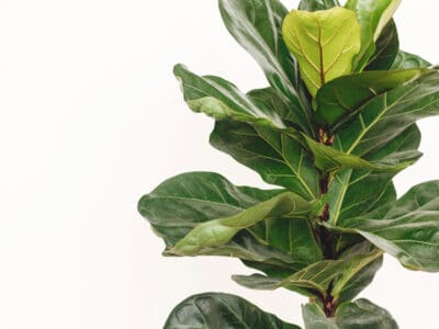 A Growing an Outdoor Fiddle Leaf Fig Tree