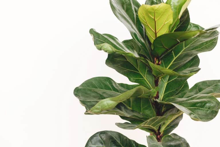 Ficus Lyrata. Beautiful fiddle leaf tree leaves on white background