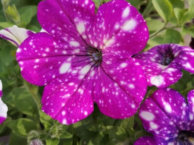 A Impatiens vs. Petunia: What’s the Difference?